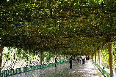 《寂静岭f》新地点介绍：旧千年杉神社